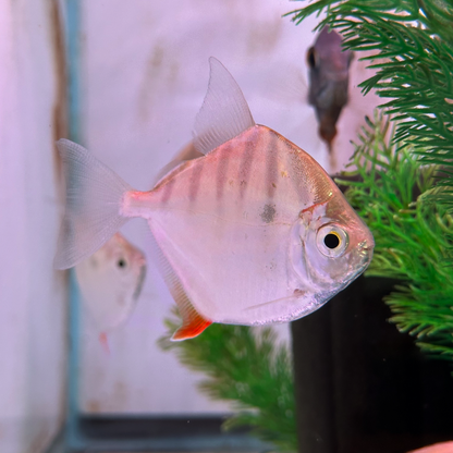 2-Pack Tiger Silver Dollar 1.5” – Live Freshwater Fish – Peaceful Schooling