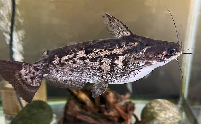 Fisher's Wood Catfish 2.5-3" Live Freshwater Rare Tropical Aquarium Fish