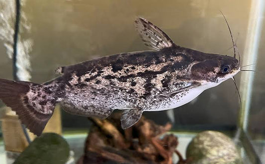 Fisher's Wood Catfish 2.5-3" Live Freshwater Rare Tropical Aquarium Fish