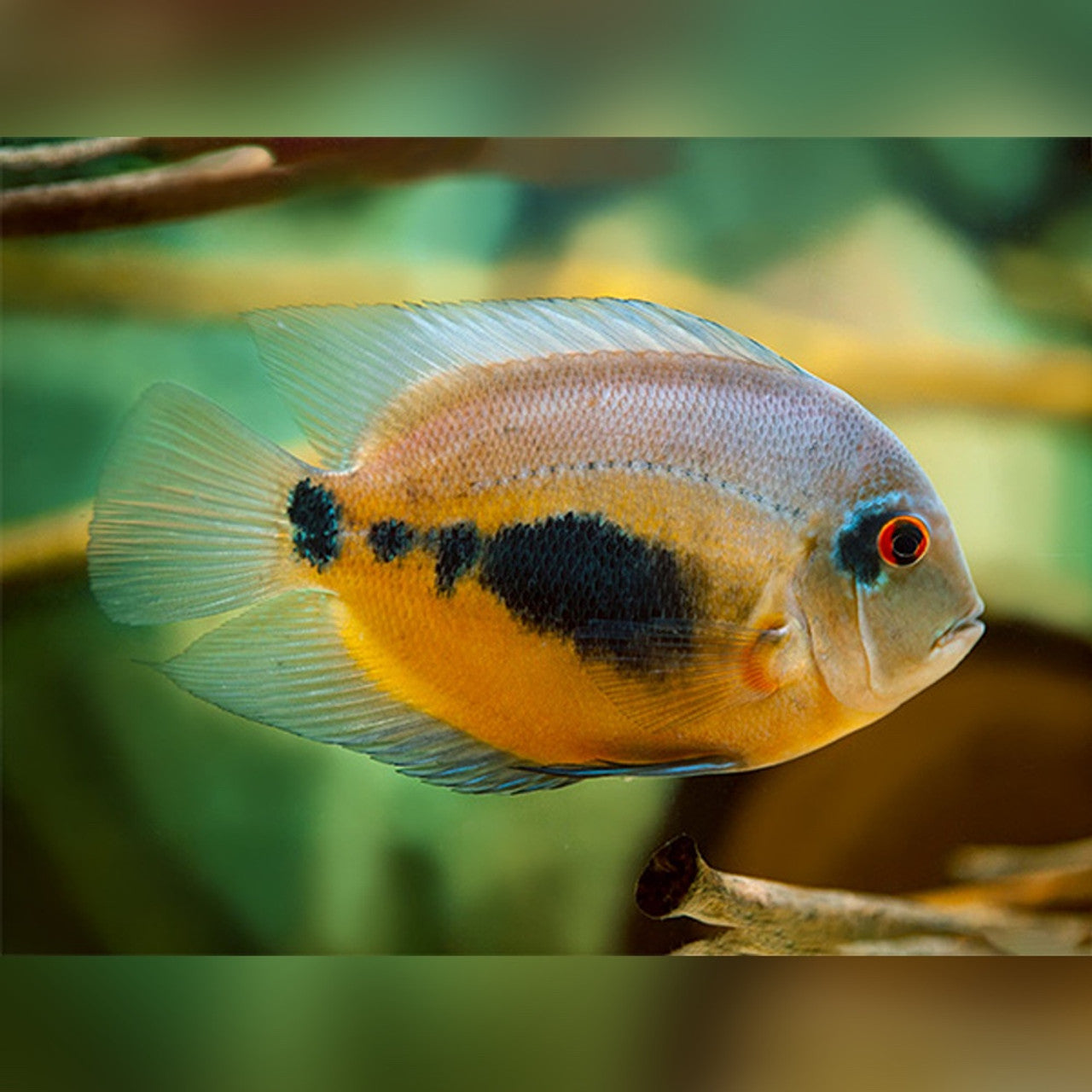 Uaru Cichlid (Wild) 2.0–2.5” – Rare South American Freshwater Aquarium Fish