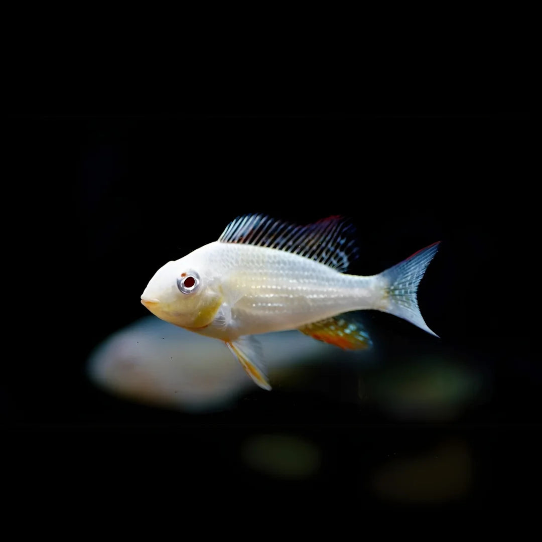 3 Pack Albino Heckelii Cichlid 1-1.5 Inch Live Freshwater Aquarium Fish