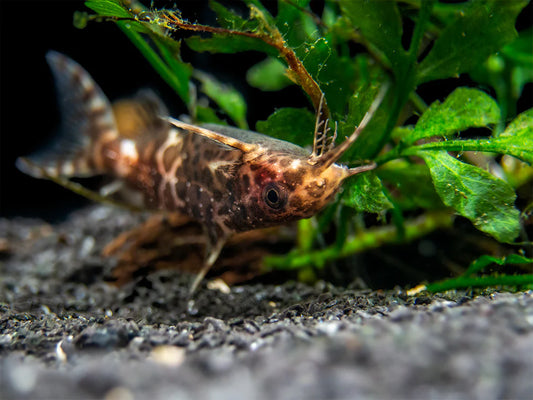 2-Pack Asian Upside Down Catfish 1–1.25” – Live Freshwater Aquarium Community Fish.