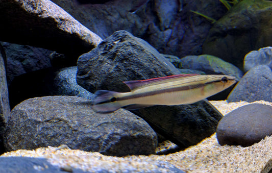 Venezuela Striped Pike Cichlid 2–2.5 Inch Live Freshwater Rare Predator Fish