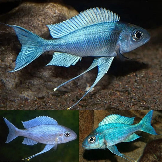 Blue Gold-Tip Cichlid 2” – Vibrant African Cichlid – Live Freshwater Fish