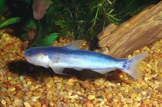 Blue Whale Catfish 2.5-3" Live Freshwater Aquarium Fish Rare Active Oddball