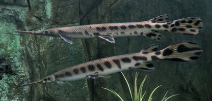 Longnose Gar Lepisosteus Osseus 4-5 Inch Live Freshwater Predator Fish XL