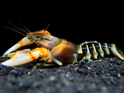 Zebra Tiger Lobster 2–2.5” Live Crayfish – Exotic Freshwater Aquarium Pet
