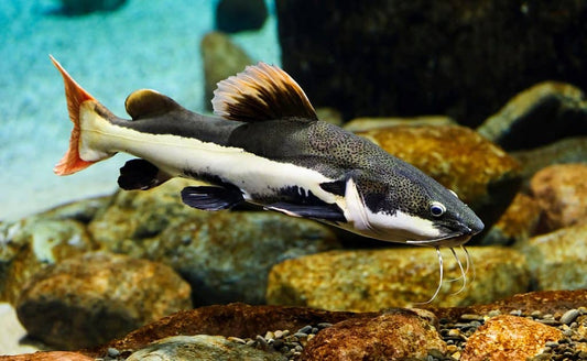 Redtail Catfish 8–9” Live Fish – Giant Freshwater Predator for Large Tanks