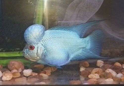 Blue Diamond Flowerhorn 3inch ” – High Quality Live Freshwater Fish