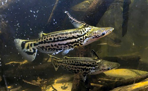 Duckbill Catfish 3–4” – Live Freshwater Aquarium Fish for Community and Planted Tanks