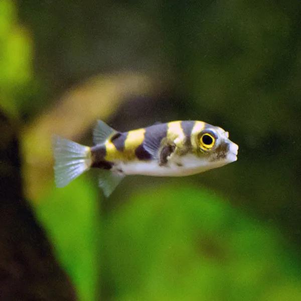 Amazon Puffer 0.5–1” Live Fish – Rare Freshwater Puffer Active Aquarium Fish.