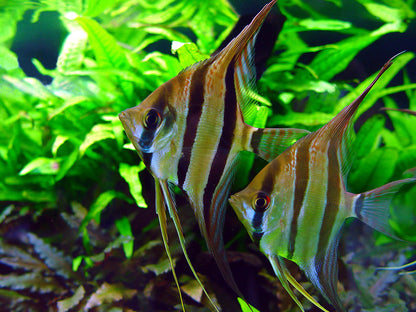 Peruvian Scalare Angelfish 2.5–3.0” (Wild) – Elegant South American Freshwater Fish