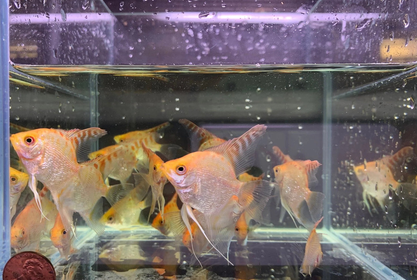 3-Pack Red Head Diamond Angelfish 1.0-1.25″ – Live Freshwater Aquarium Fish – Hardy