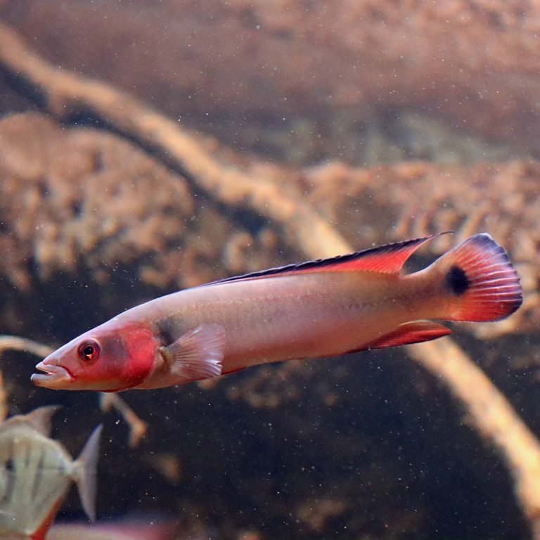 Fire Red Pike Cichlid 7-8 Inch Live Freshwater Predator Aquarium Fish XL