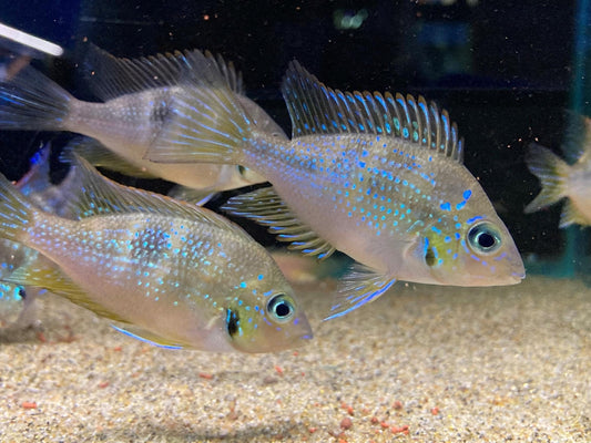 Blue Flash Cichlid Thorichthys Aureus 4–5 Inch Live Freshwater Rare Aquarium Fish