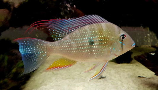 Acarichthys Heckelii Cichlid 3-3.5″ – Live Freshwater Aquarium Fish – Threadfin Acara