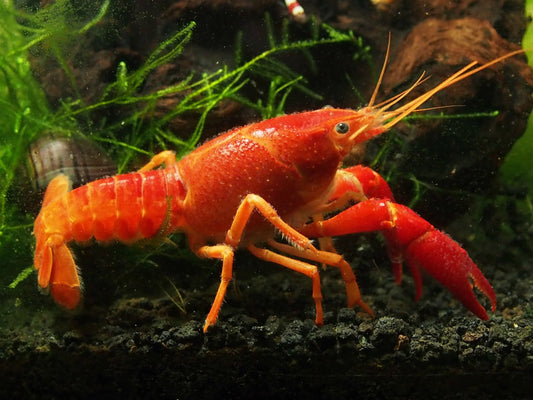 2-Pack Red Crayfish Juvenile 1.5-2" Live Freshwater Aquarium Invertebrate