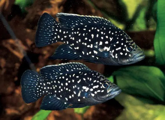 Pollen’s Cichlid 2.5-3.5” – Live Freshwater African Cichlid – Rare Vibrant Juvenile