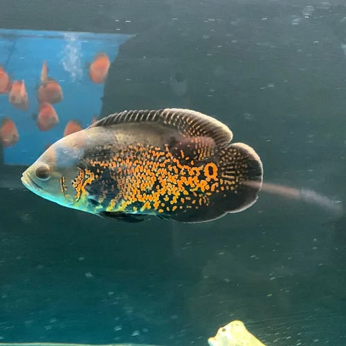 Gold Tiger Oscar 4-5 Inch Live Freshwater Aquarium Cichlid Fish Rare Color