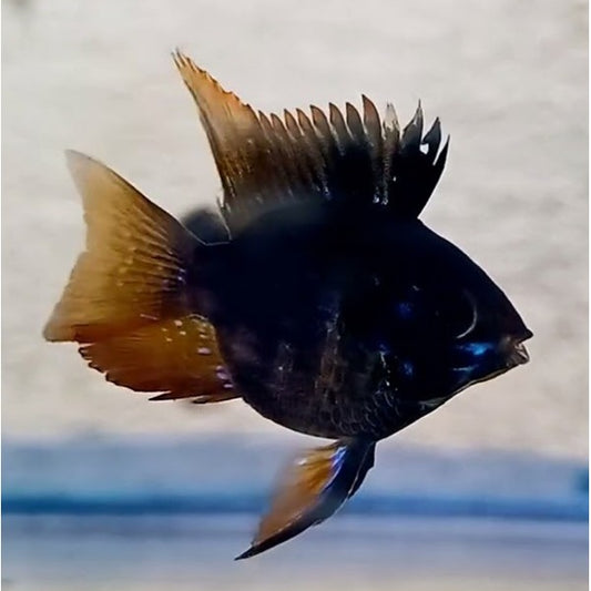 2-Pack Black Balloon Ram 0.75-1 Inch Live Freshwater Cichlid Fish Aquarium Tanks
