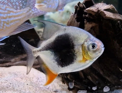 3-Pack Black Berry Silver Dollar 1 Inch Live Freshwater Aquarium Fish