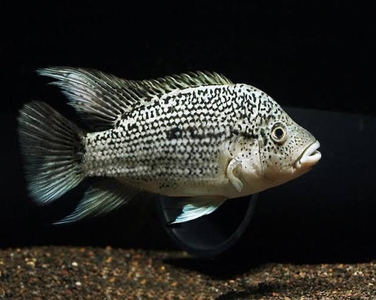 Black Nasty Cichlid 2–3” Juvenile – Live Freshwater – Rare Caribbean Species