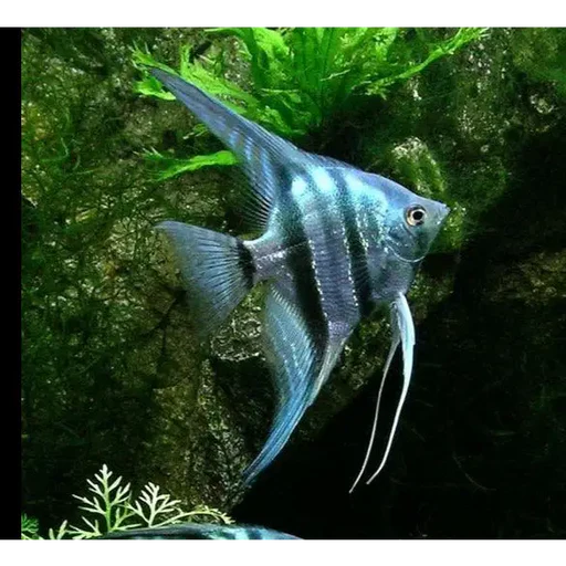 4-Pack Zebra Blue Angelfish 0.5-0.75” – Live Freshwater Aquarium Fish – Juveniles