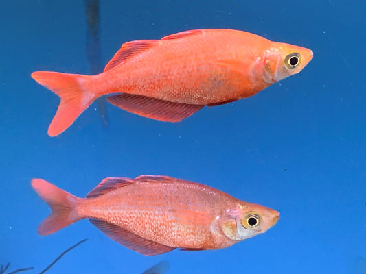 Pair (1M/1F) Albino Orange Millennium Rainbow 2” – Live Aquarium Fish
