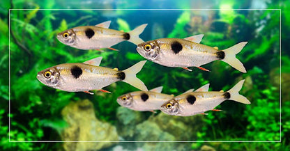 3-Pack Bucktooth Tetra Exodon 1-1.5 Inch Live Freshwater Aquarium Fish Tank Pros