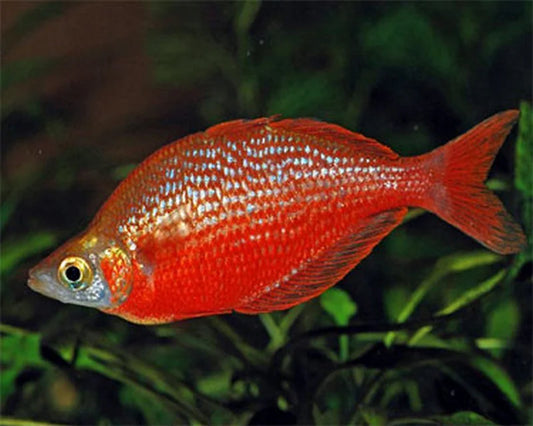3-Pack New Guinea Red Rainbowfish 2.5–3.0” – Vibrant Live Freshwater Fish