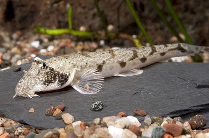 Moose Face Loach 3-4 Inch Live Freshwater Bottom Dweller Aquarium Fish Rare