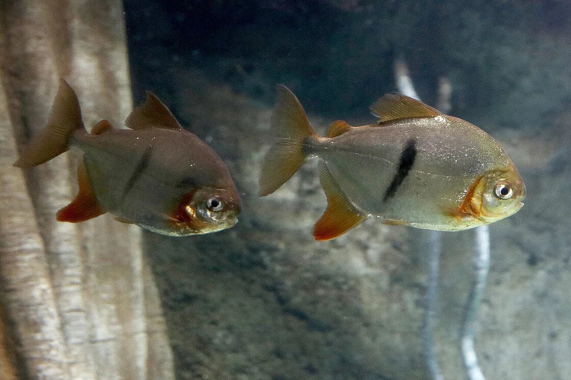 Black Ear Pacu 1-1.25 Inch Live Freshwater Aquarium Fish South American XL