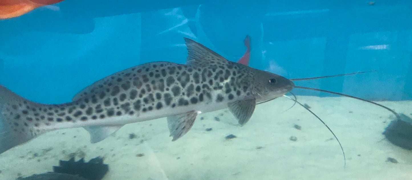 Vulture Mota Catfish 5-6 Inch Live Freshwater Predator Aquarium Fish Rare