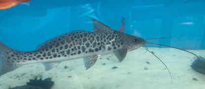 Vulture Mota Catfish 5-6 Inch Live Freshwater Predator Aquarium Fish Rare