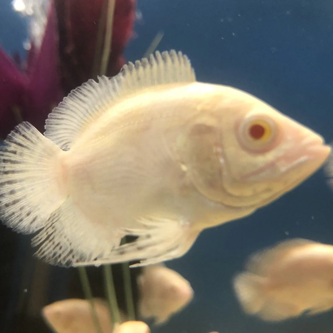 Snow White Albino Oscar 2 Inch Live Freshwater Cichlid Aquarium Fish Rare White