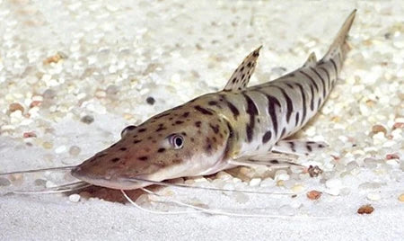 3-Pack Tiger Shovelnose Catfish 2-2.5 Inch Live Freshwater Monster Fish XL