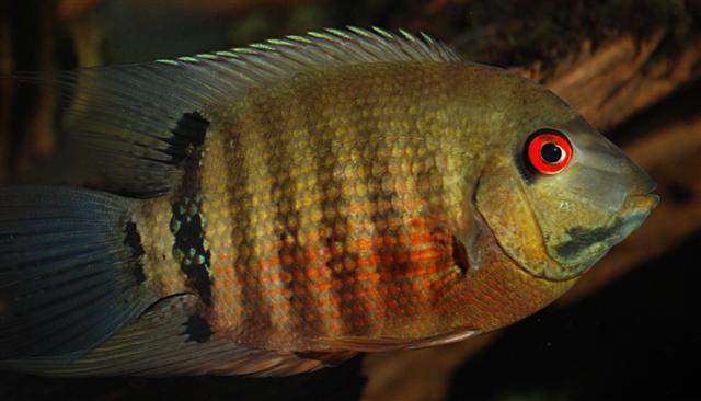 Tiger Severum Heros Liberifer 5-6 Inch Live Freshwater Aquarium Fish XL