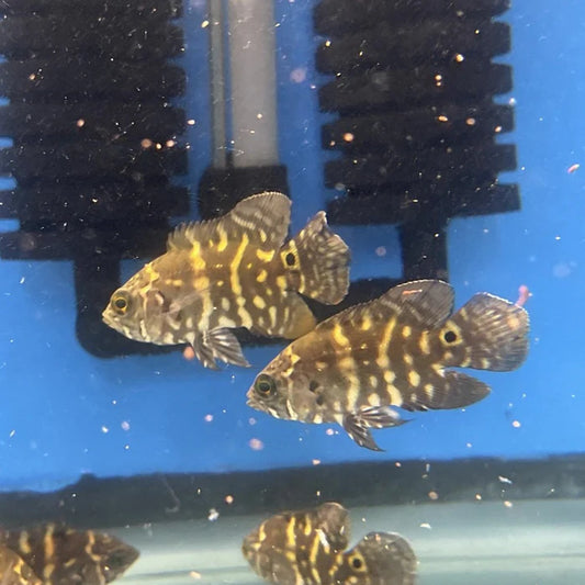 Bumblebee Oscar 1–1.5” Live Fish – Rare Colorful Cichlid for Aquarium Tank