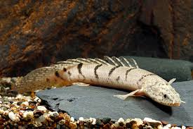 Delhezi Polypterus 2.5–3.0” – Tank Raised Live Bichir – Unique Freshwater Fish