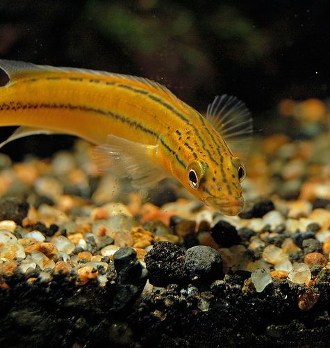 Cichlid Pike Orange Xingu 5-6inch– Live Freshwater Crenicichla – Rare Vibrant Fish