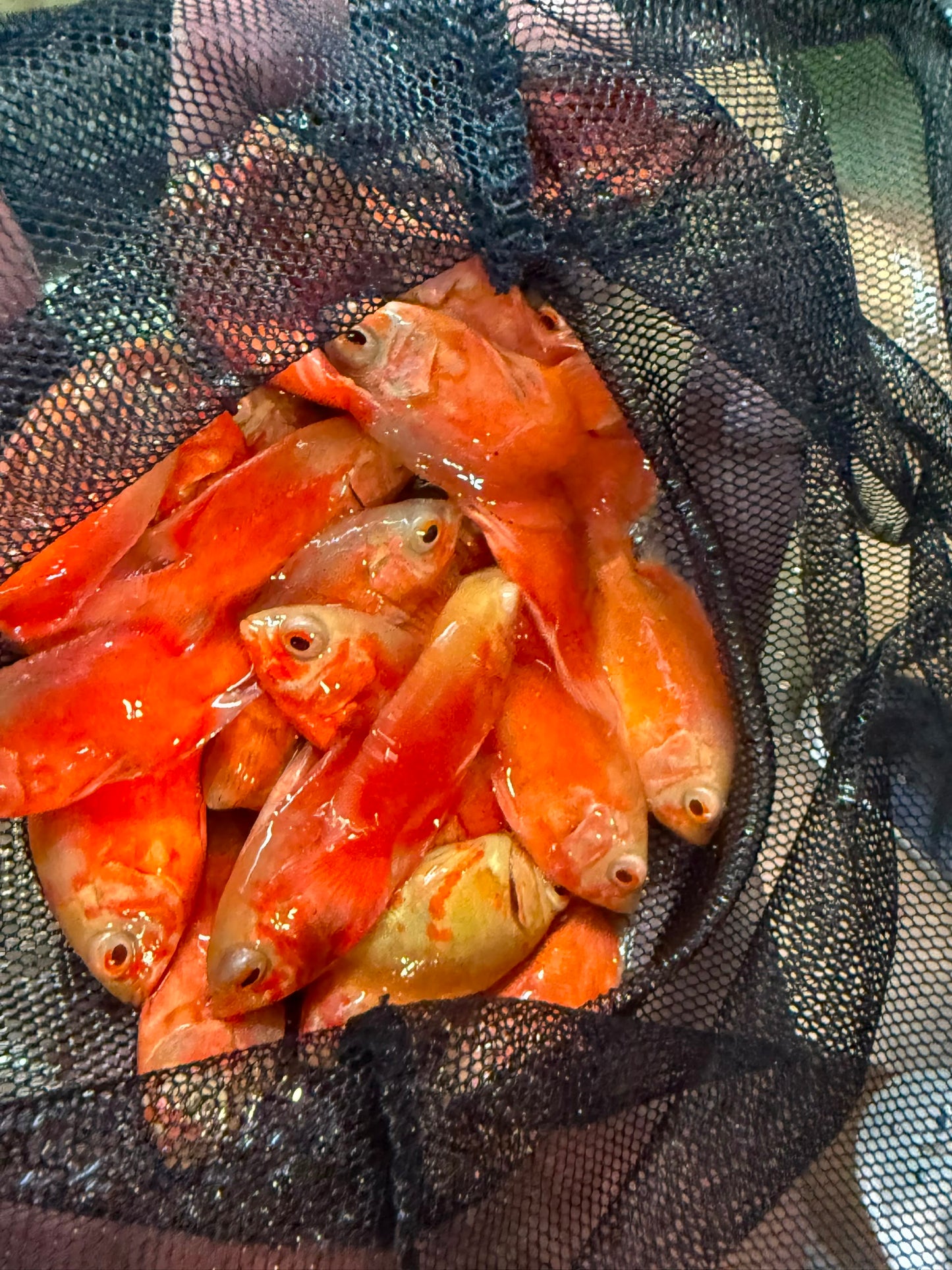 Chili Red Oscar 1.5-2 Inch Live Freshwater Cichlid Aquarium Fish Rare XL