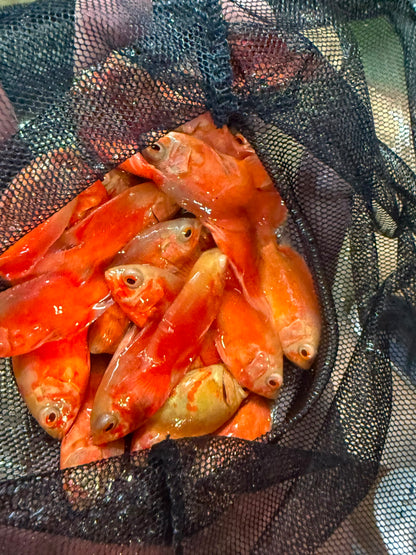 Chili Red Oscar 1.5-2 Inch Live Freshwater Cichlid Aquarium Fish Rare XL