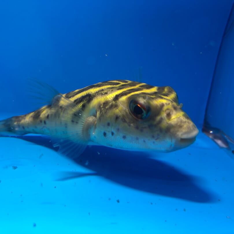 Bulls-Eye Puffer 2.5-3.5 Inch Live Freshwater Puffer Fish Rare Aquarium Oddball