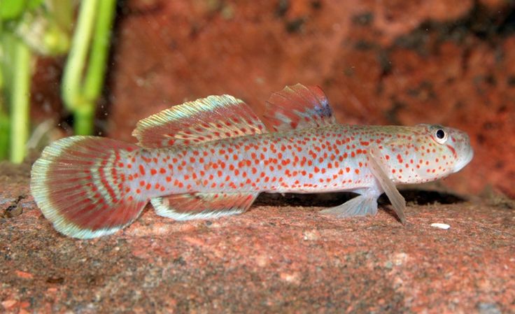 2-Pack- Red Spotted Goby Rhinogobius rubromaculatus- Live Freshwater Nano Fish