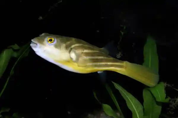 African Fahaka Puffer (Tetraodon lineatus) Tank Raised 1” – Live Freshwater Fish