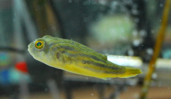 African Fahaka Puffer (Tetraodon lineatus) Tank Raised 1” – Live Freshwater Fish