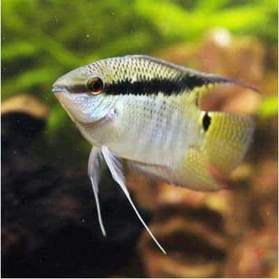 Festivum Cichlid 2.0–2.5” (Colombia) – Peaceful South American Freshwater Fish