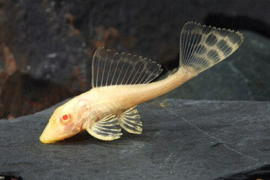 Albino Sailfin Pleco 2–2.5” Live Freshwater Algae Eater Aquarium Fish
