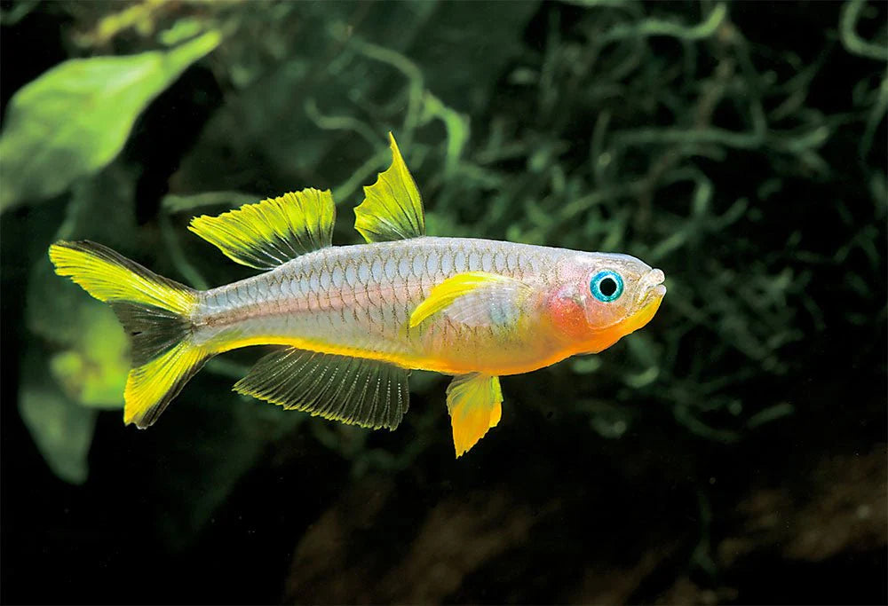 6-Pack Forktail Rainbowfish 0.75–1” Live Fish – Small Peaceful Community Fish