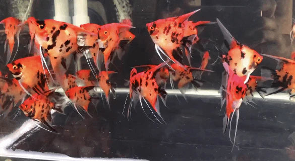 2 Pack Red Devil Angelfish 1.25–1.5 Inch Live Freshwater Cichlid Aquar ...
